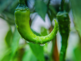 新都区食堂蔬菜配送报价单怎么核？从需求沟通到验收结算的完整流程